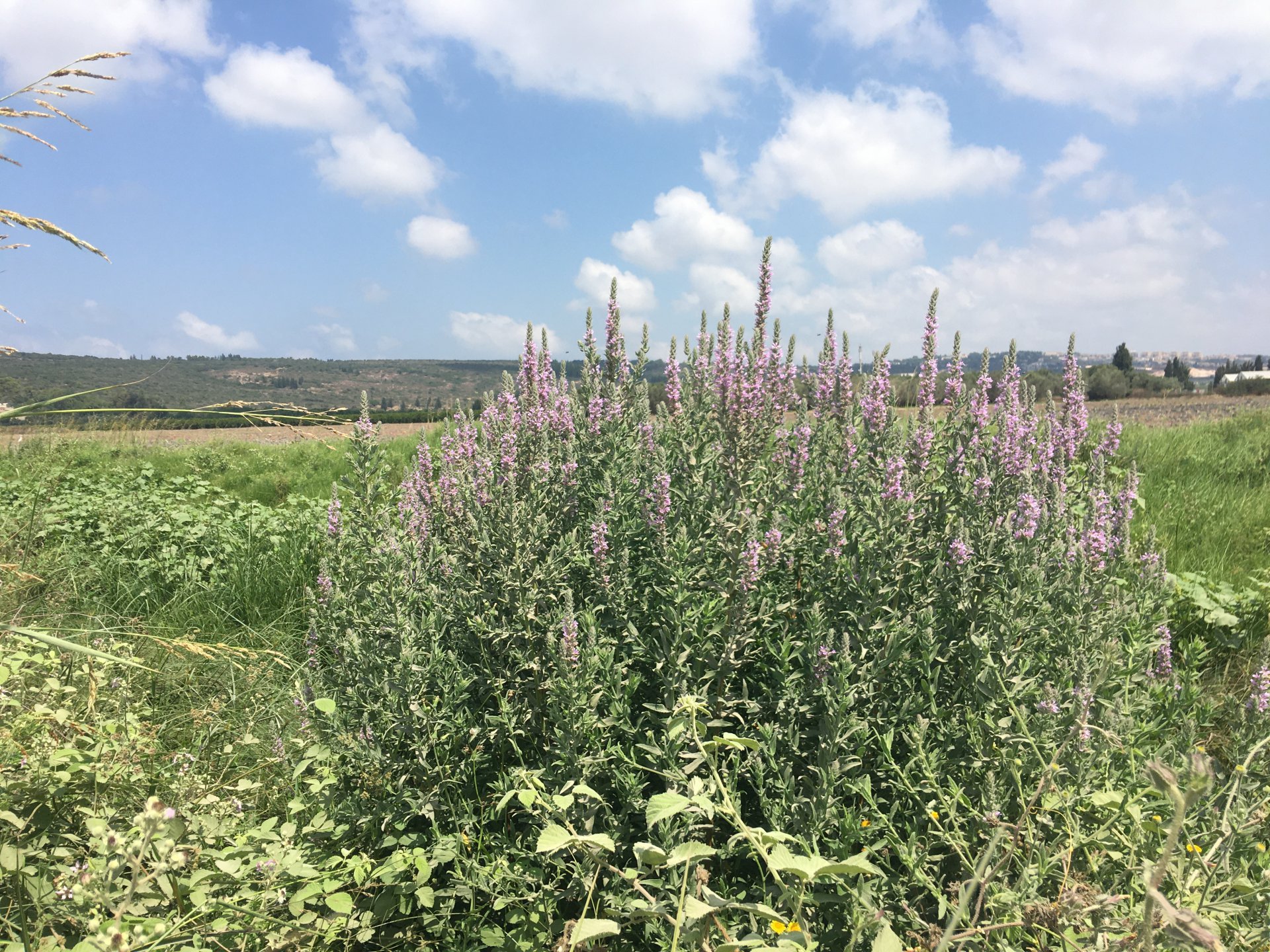 שנית גדולה