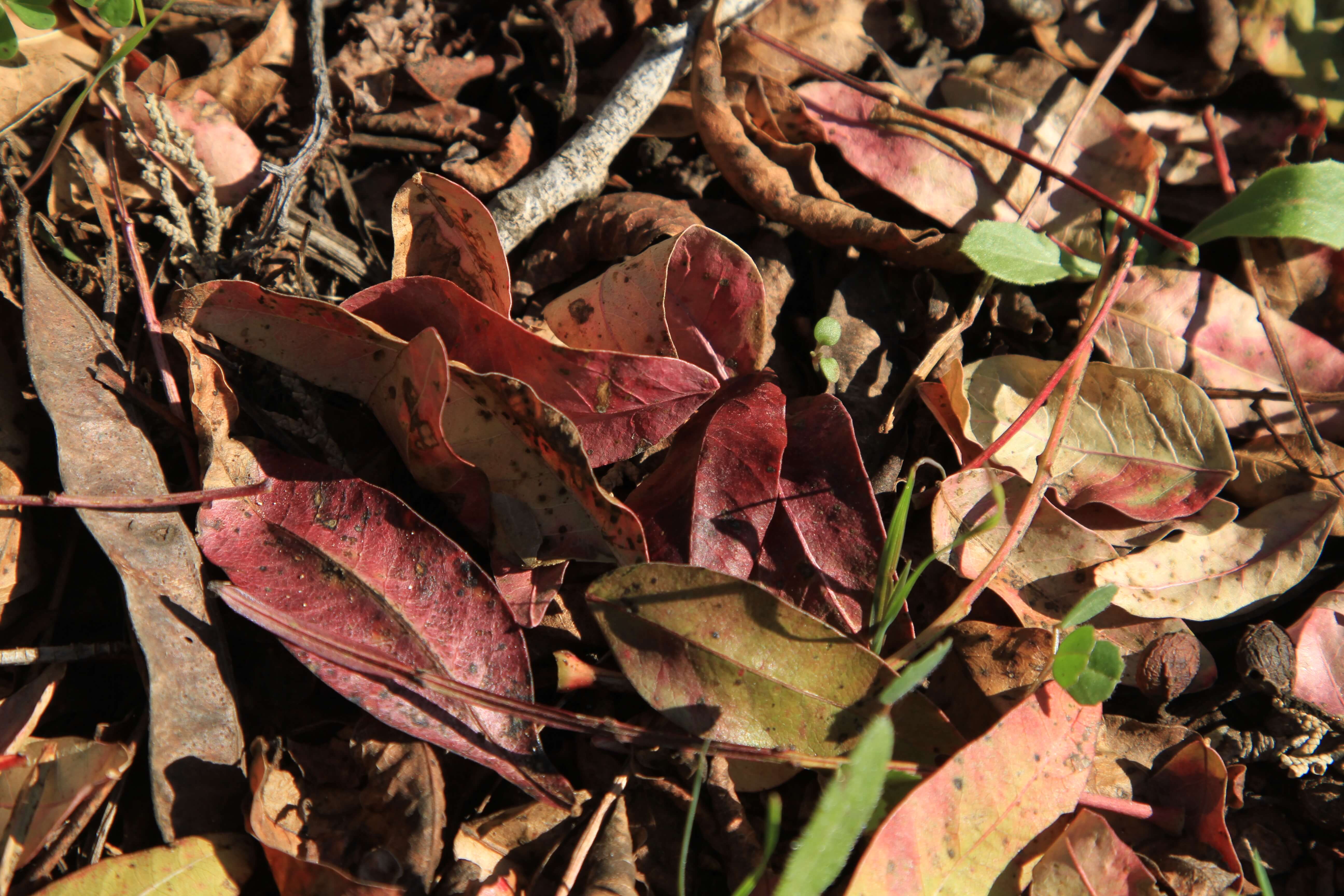 fall leaves