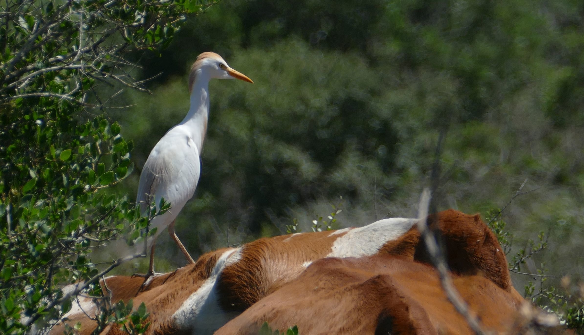 Cattle-Egret-foraging-from-the-back-of-a-cow-Ramat-Hanadiv-May-2017-aspect-ratio-x