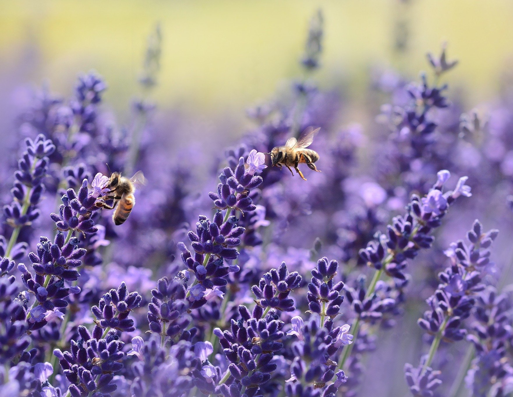 lavenders-1537694_1920-aspect-ratio-46x35.6