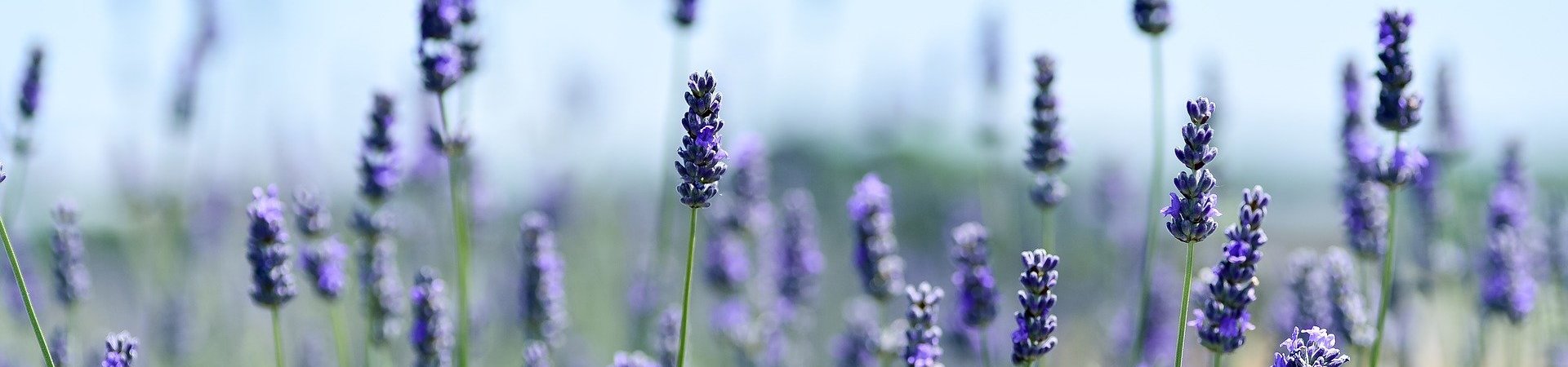 lavender-3490599_1920-aspect-ratio-x