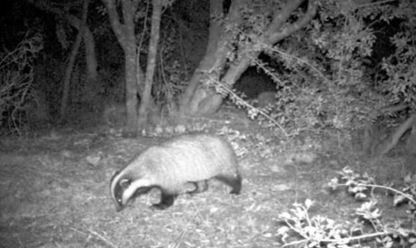 badger-aspect-ratio-x