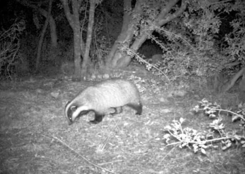 badger