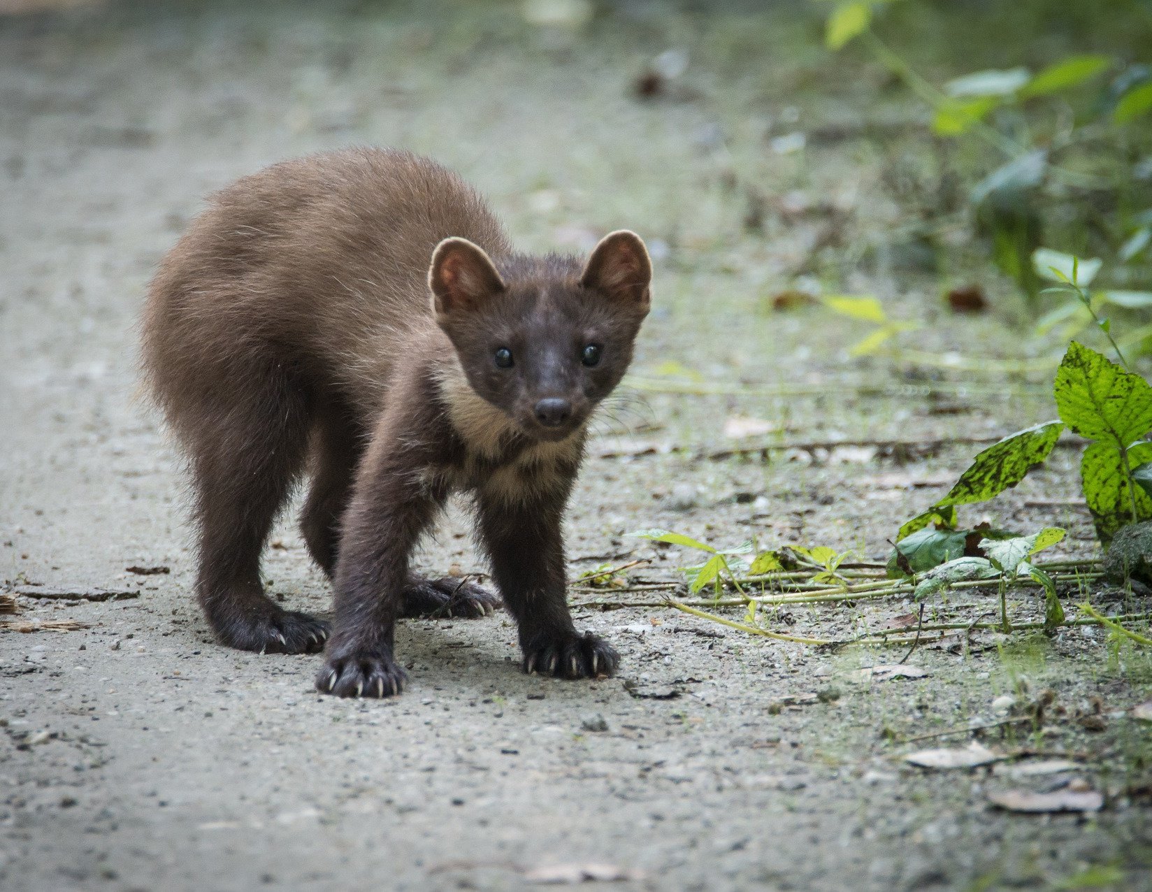 marten-881029_1920-aspect-ratio-46x35.6