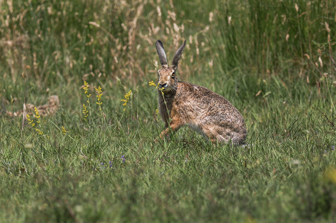 brown-hare-g9605da34f_1280