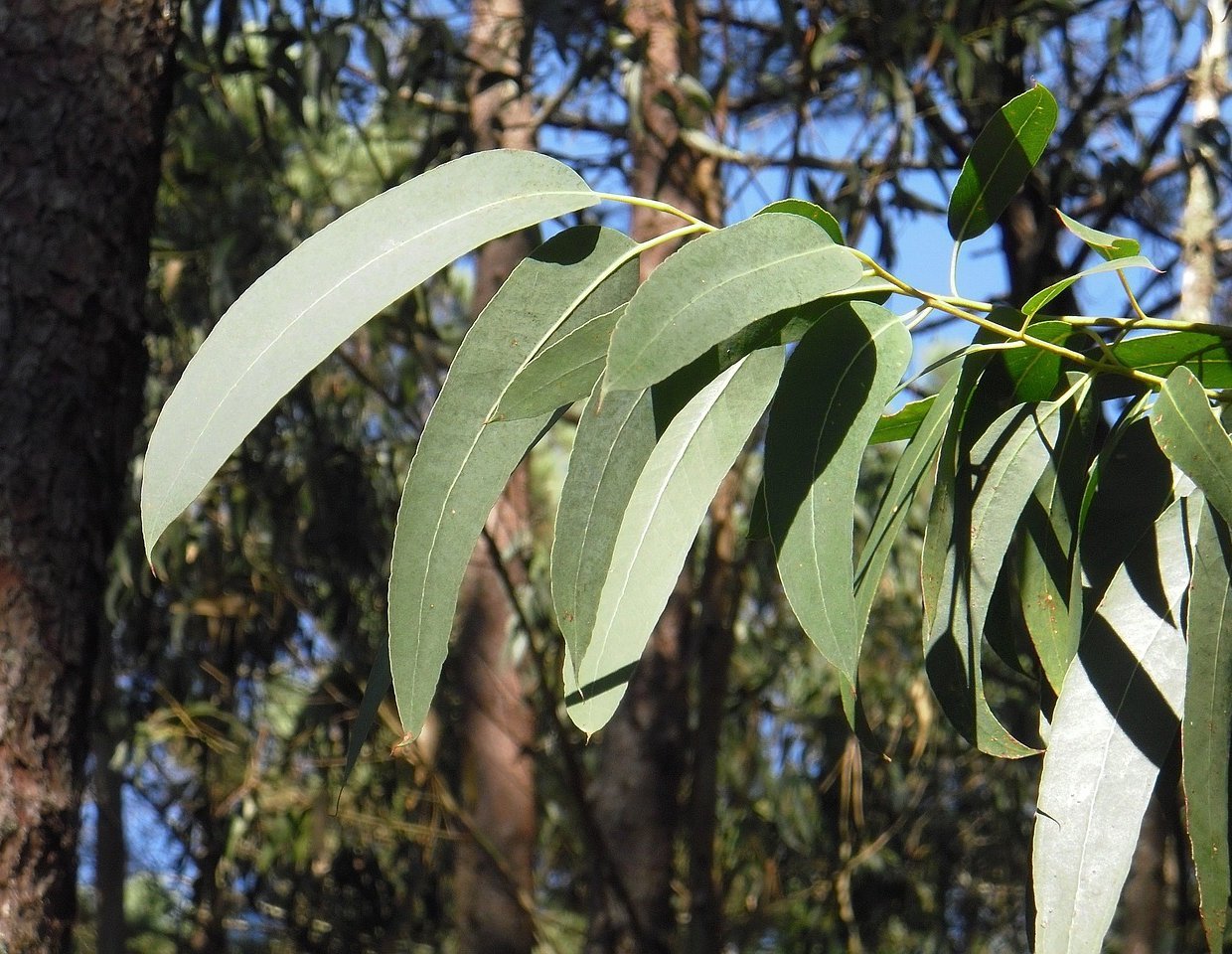 eucalyptus-g00bb7fa9a_1280-aspect-ratio-46x35.6