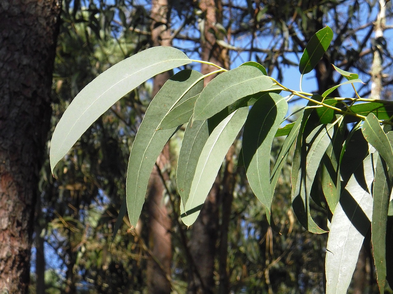 eucalyptus-g00bb7fa9a_1280