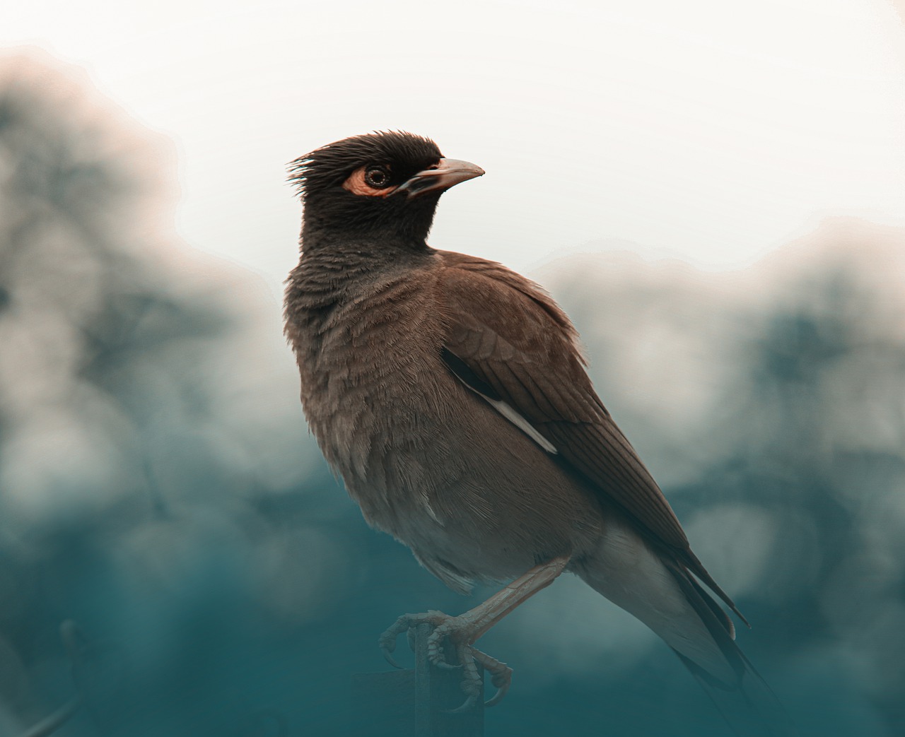 myna-g71584e92b_1280