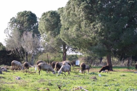 כבשים רועות בפארק הטבע