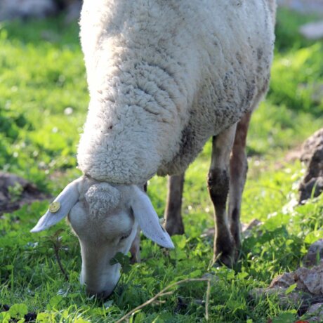 כבשה רועה בפארק