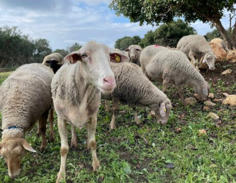 כבשים רועות בפארק הטבע