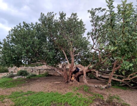 עץ החרוב עםענפים שבורים לאחר סופה