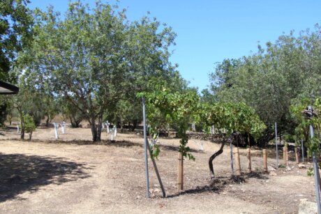 בוסתן בהתהוות