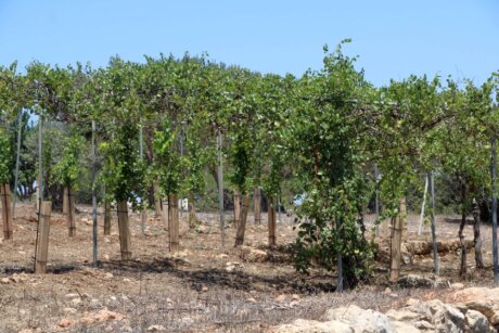 בוסתן גפנים