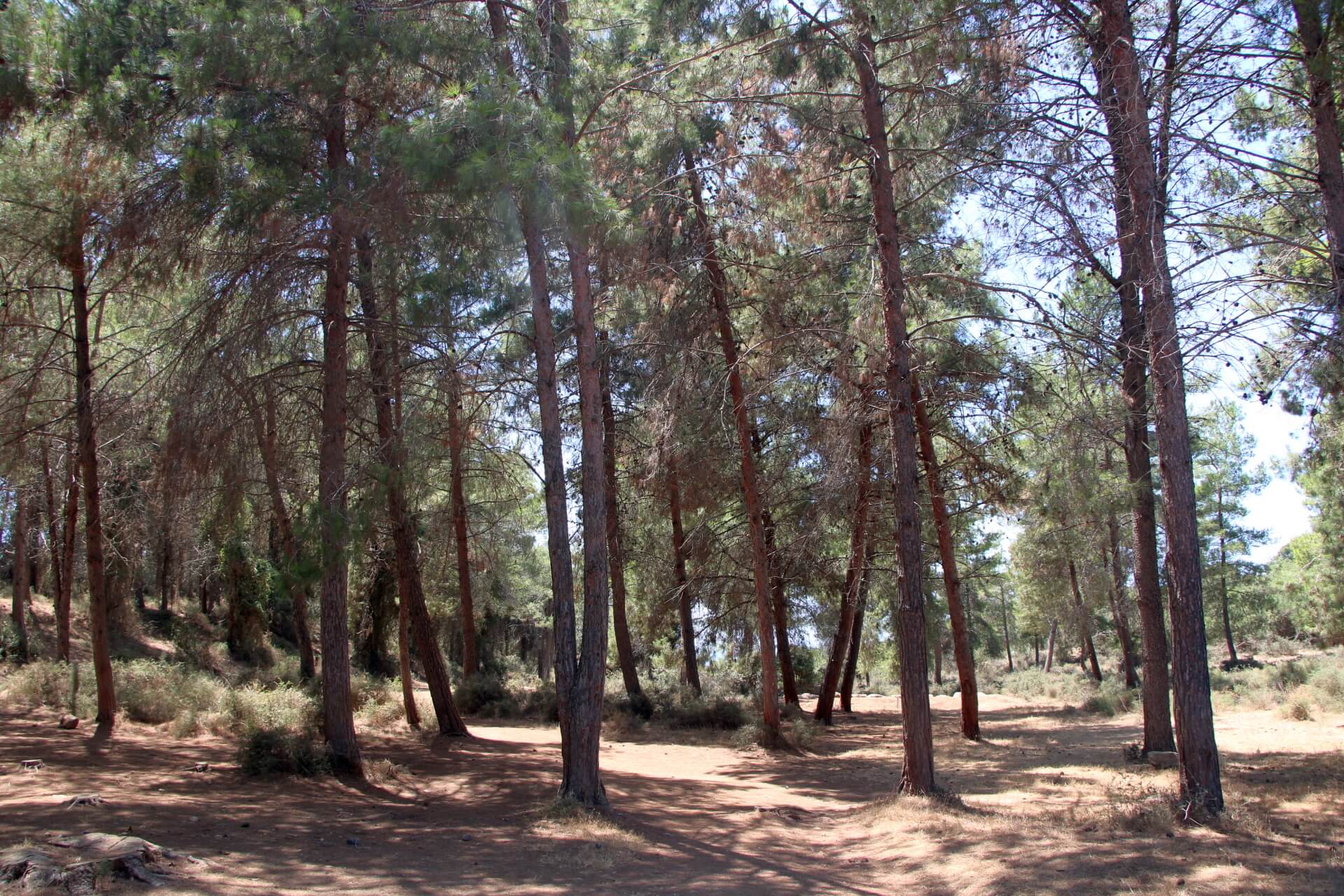 חורשת עצי אורן מוצלת בפארק הטבע