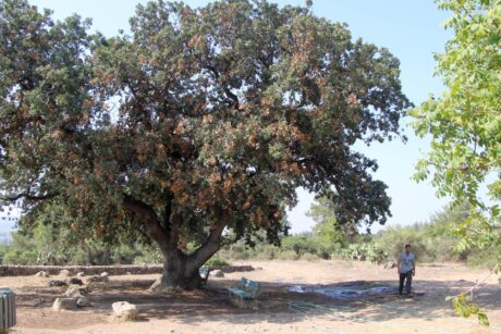 האלון הגדול (1)