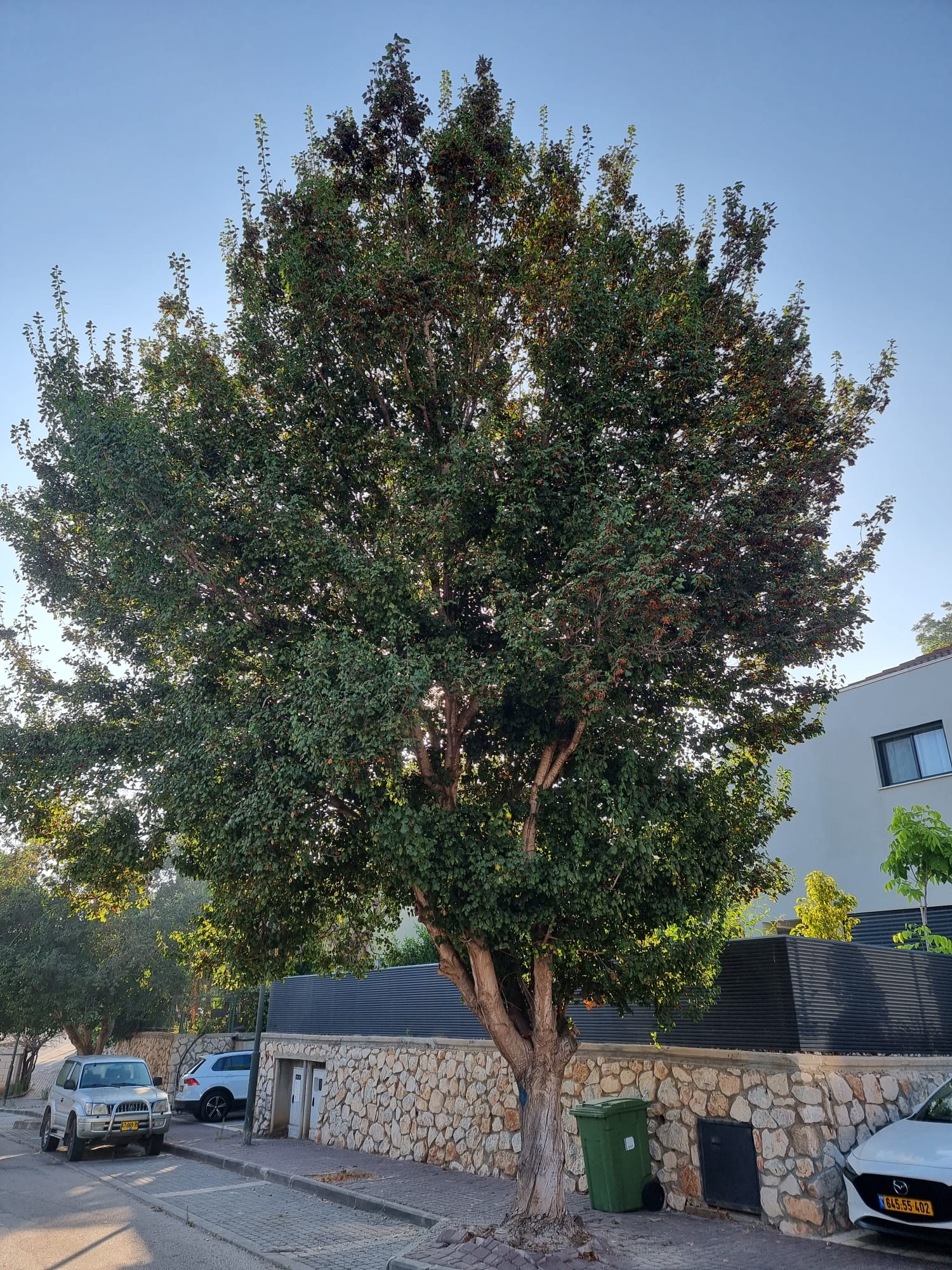 עץ אדר החוסם את המעבר במדרכה