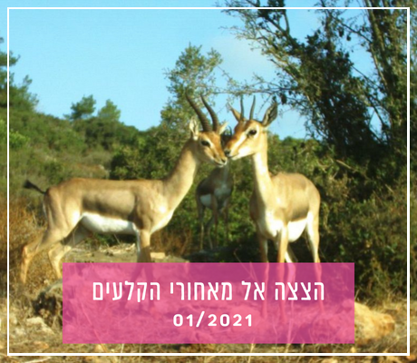 יֵס דיר (11)-fotor-20231107132353