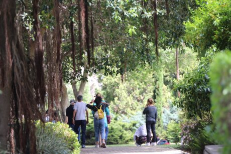 משפחה צועדת בשביל עצי הפיקוס בגנים