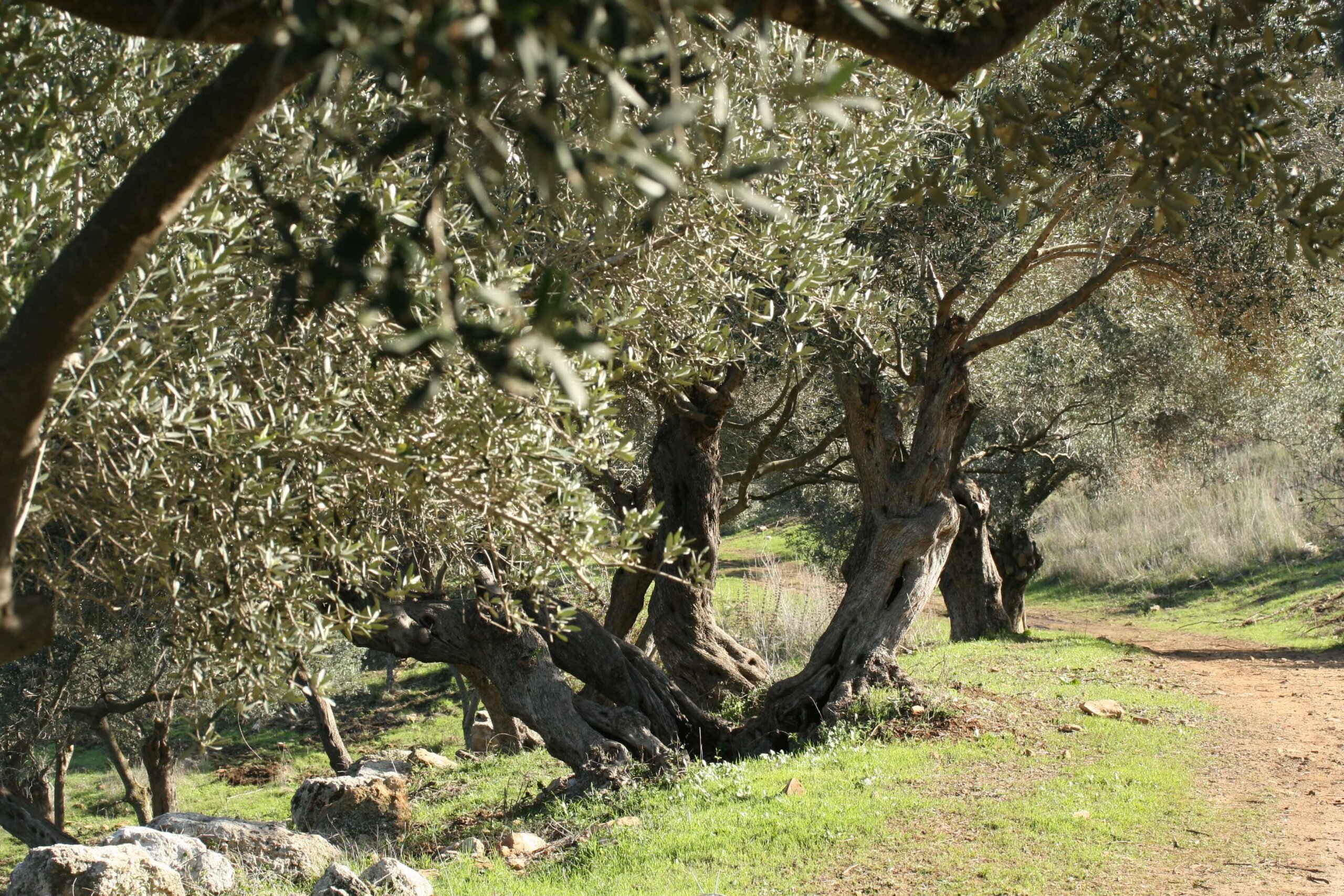 עצי זית בפארק הטבע