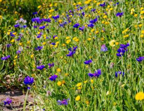 Ramat Hanadiv Nature Park, Israel.