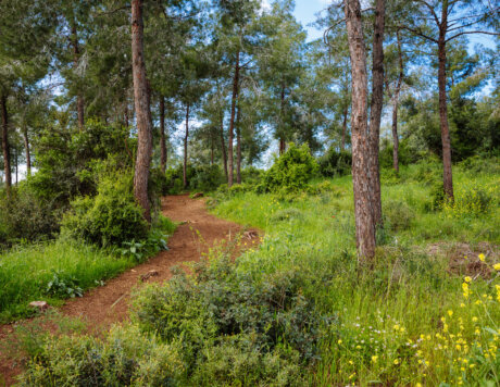 Ramat Hanadiv Nature Park, Israel.