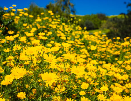 Ramat Hanadiv Nature Park, Israel.