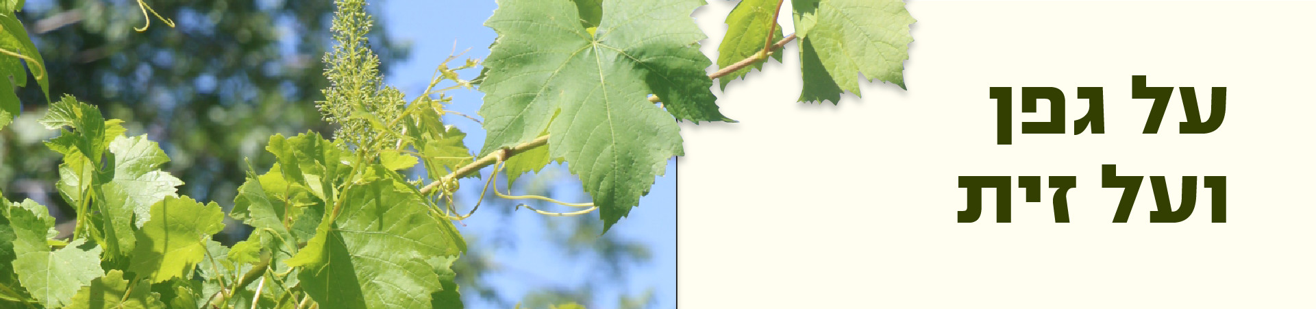 vine_and_olive_1920x450