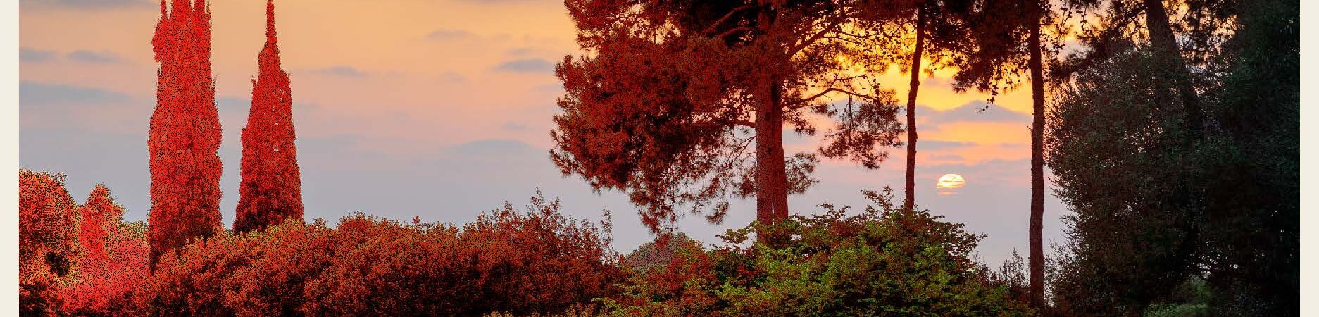 RN-CONCERT-V03-2_Page_1-aspect-ratio-x