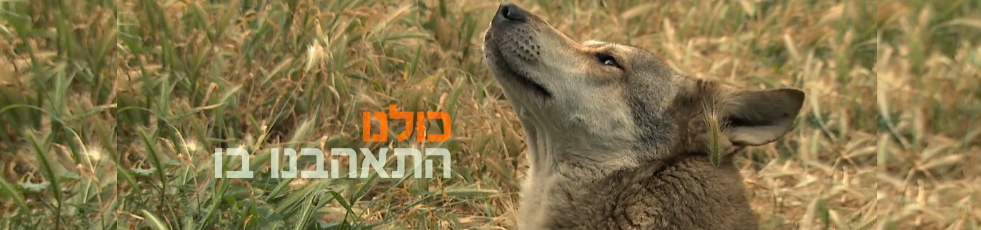 wolf header