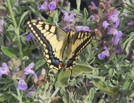 זנב סנונית נאה לרוחב