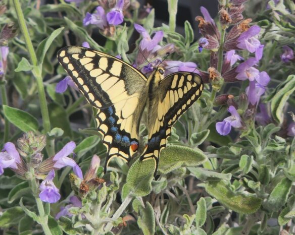 זנב סנונית נאה לרוחב
