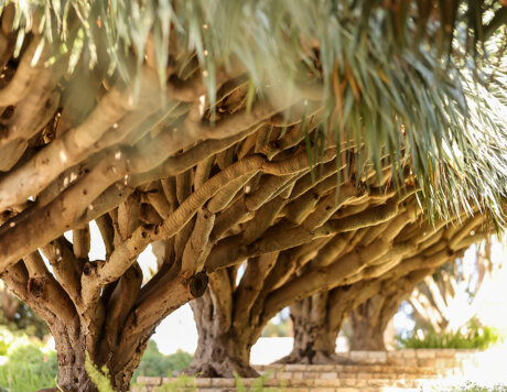 גני הזיכרון יוסי גמזו לטובה