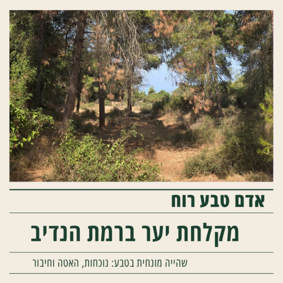 מקלחת יער (1)