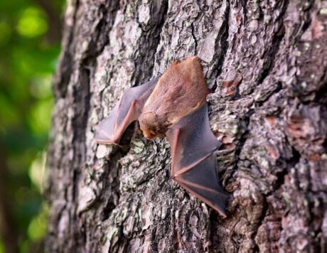 bat-1695186_1920