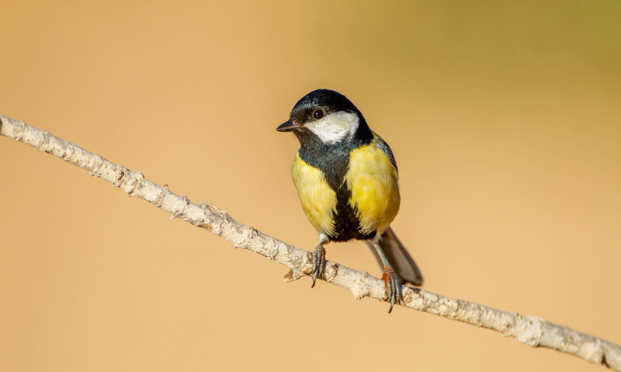 IMG_1912-scaled-aspect-ratio-x