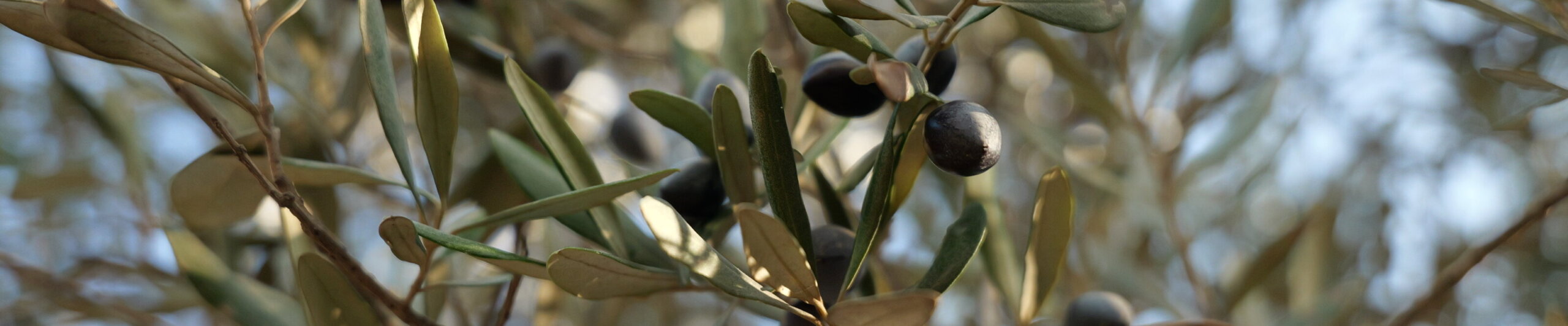 P1163759-scaled-aspect-ratio-x