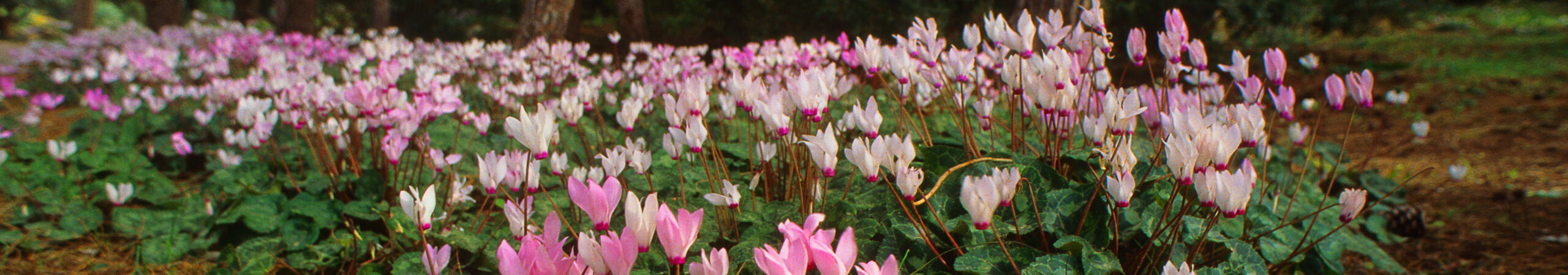 רקפת-2-scaled-aspect-ratio-x