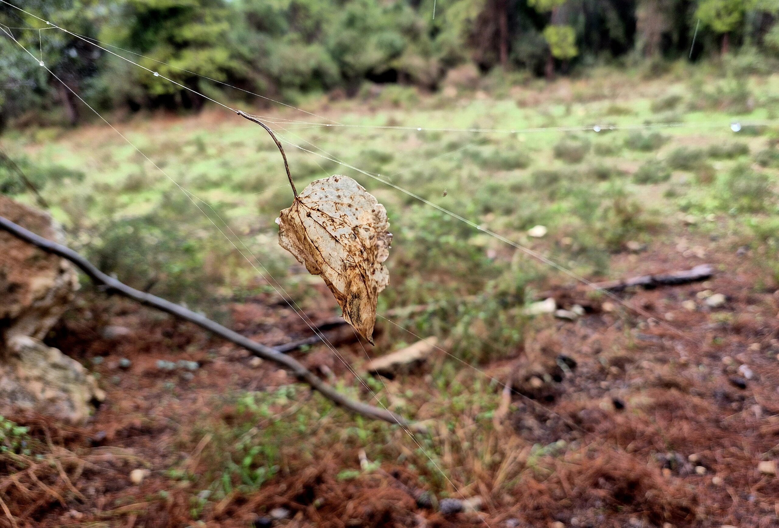 20251209_094727-scaled-aspect-ratio-x