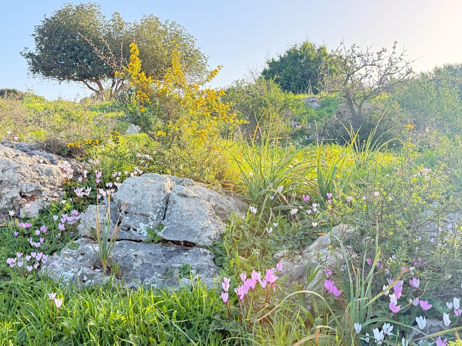 פריחה בפארק 3.2.26