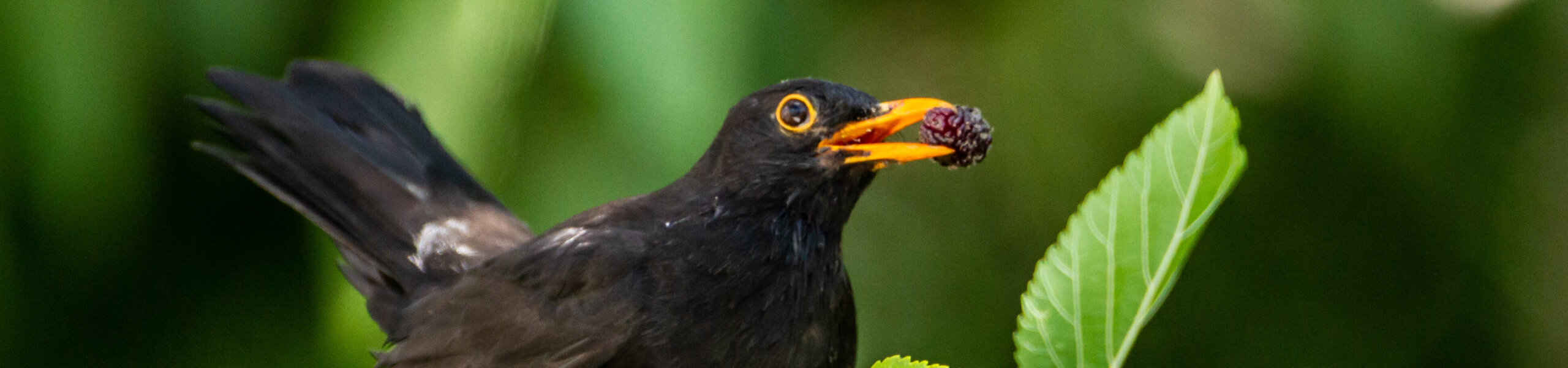 IMG_2962-scaled-aspect-ratio-x