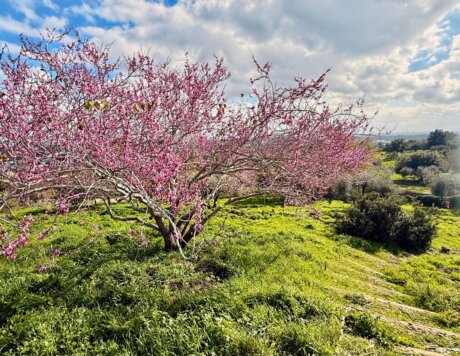 בפארק צילום יוסי שבה