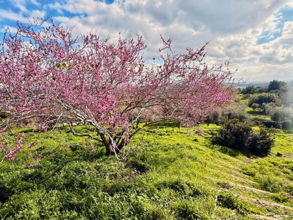 בפארק צילום יוסי שבה