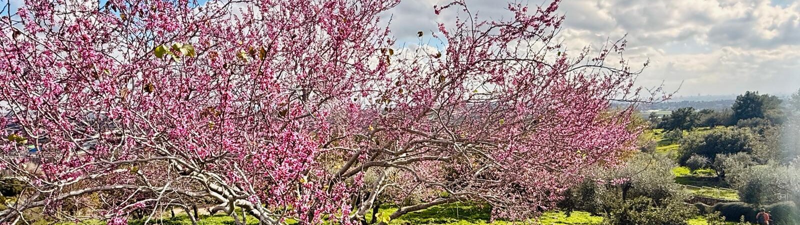 בפארק-צילום-יוסי-שבה-aspect-ratio-x