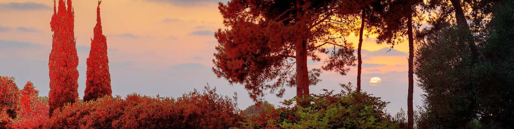 RN-CONCERT-V03-2_Page_1-e1743338680628-aspect-ratio-x