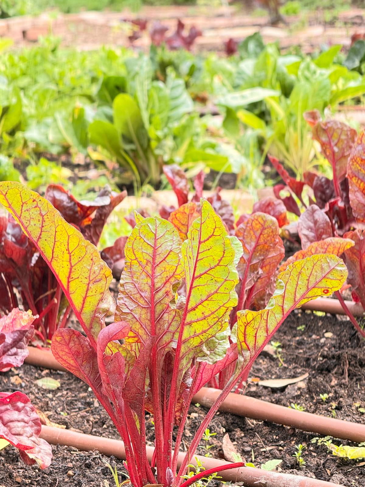 WhatsApp Image 2026-02-26 at 12.59.12 (1)