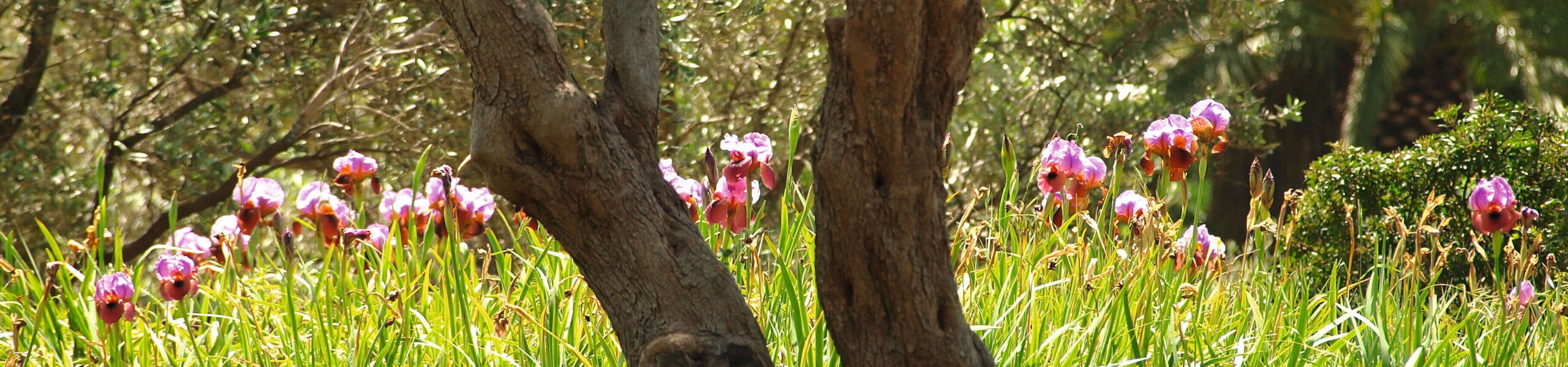 P4175496-scaled-e1704199621315-aspect-ratio-x