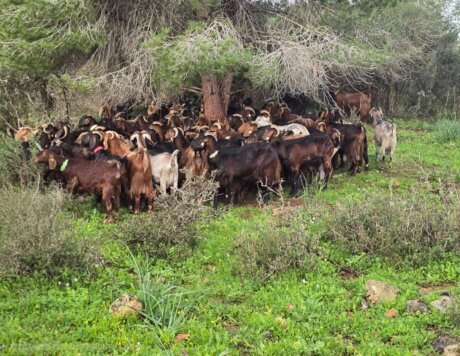 WhatsApp Image 2026-02-03 at 08.57.15