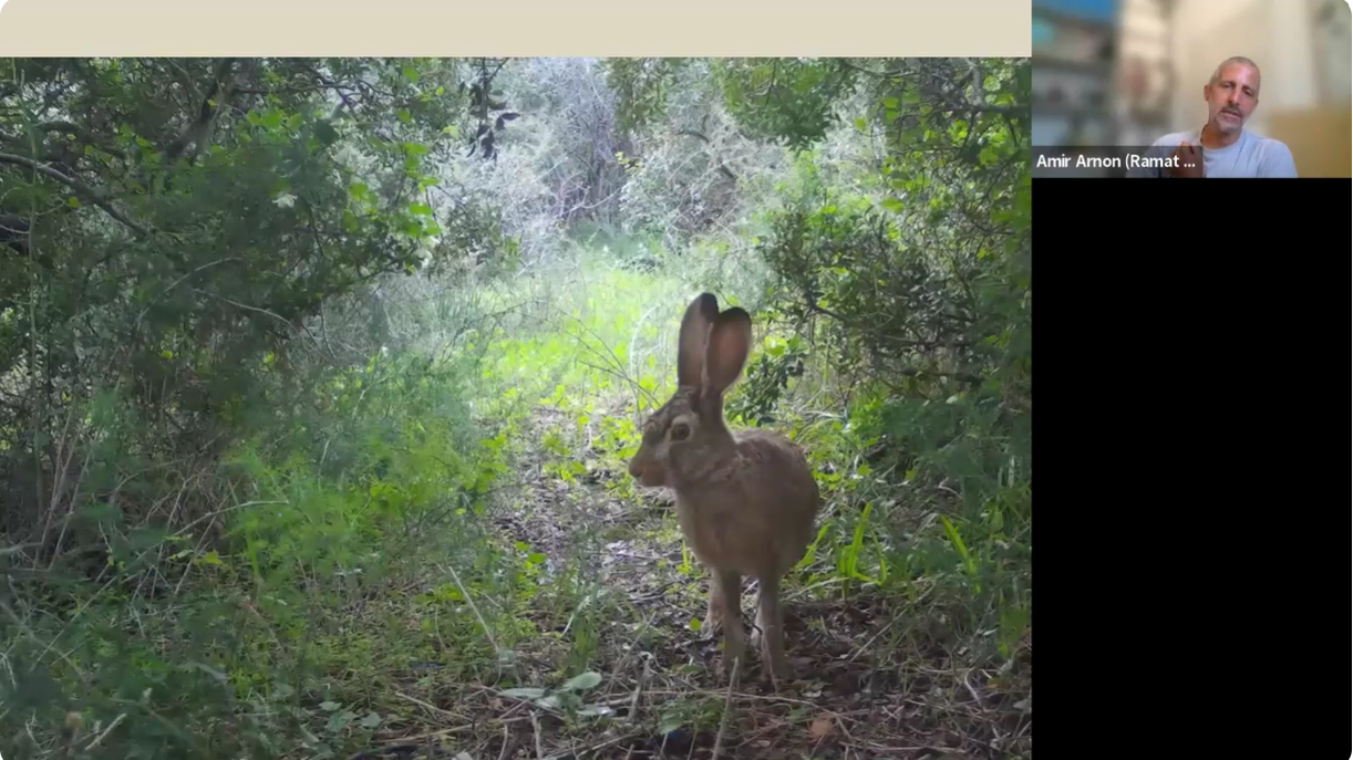 ארנון-אמיר-קאבר-aspect-ratio-16x9