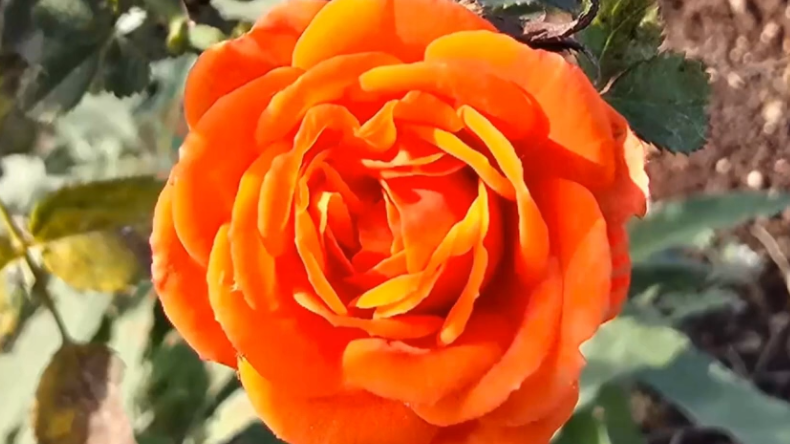 ורד-קאבר-aspect-ratio-16x9